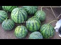 家庭菜園の収穫（スイカ　ジャガイモ）　夏（サツマイモ）Summer  harvest of potatoes and watermelon sweet potato