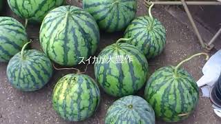 家庭菜園の収穫（スイカ　ジャガイモ）　夏（サツマイモ）Summer  harvest of potatoes and watermelon sweet potato