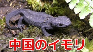 Just like Godzilla! Chinese newt - YouTube