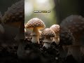 The Secret Giant Beneath Oregon's Forests!, #DidYouKnow #FunFacts #NatureMystery