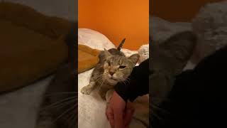 Rescued stray cat that lost his eye shows love to his rescuer by JOANNA AUD 267 views 2 months ago 1 minute, 15 seconds
