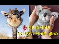 Смешные КОТЫ, СОБАКИ, ЕНОТЫ, ПОПУГАИ #30 / Ржачные животные 2021.