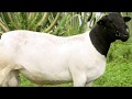 Dorper Hair Sheep | Low Input Lamb