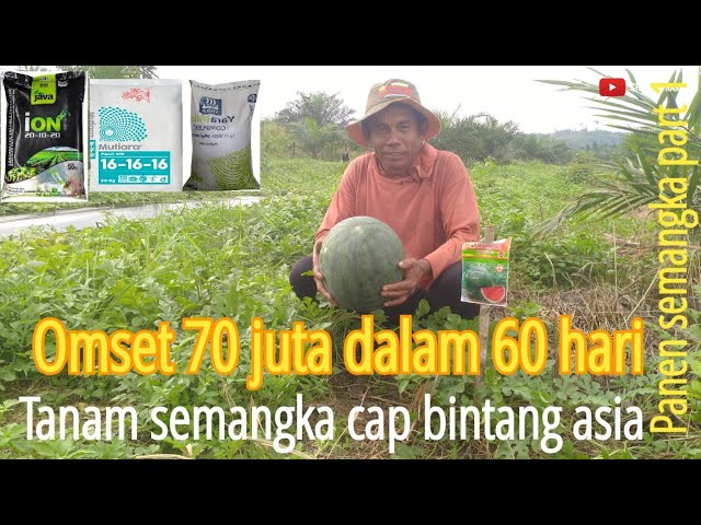 omset 70 juta!!! dalam 60 hari menanam semangka cap bintang asia class=