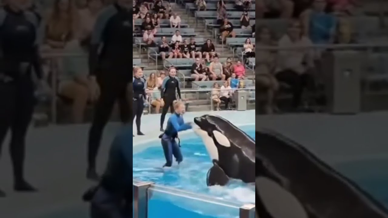 Jessica Radcliffe The Killer Whale 