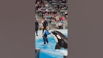 Jessica Radcliffe The Killer Whale 