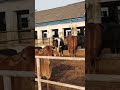 Bihar veterinary college Dairy farm || #dairyfarm #farm #cow #bihar #shorts