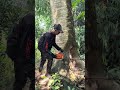 Menebang pohon sengon super besar 
