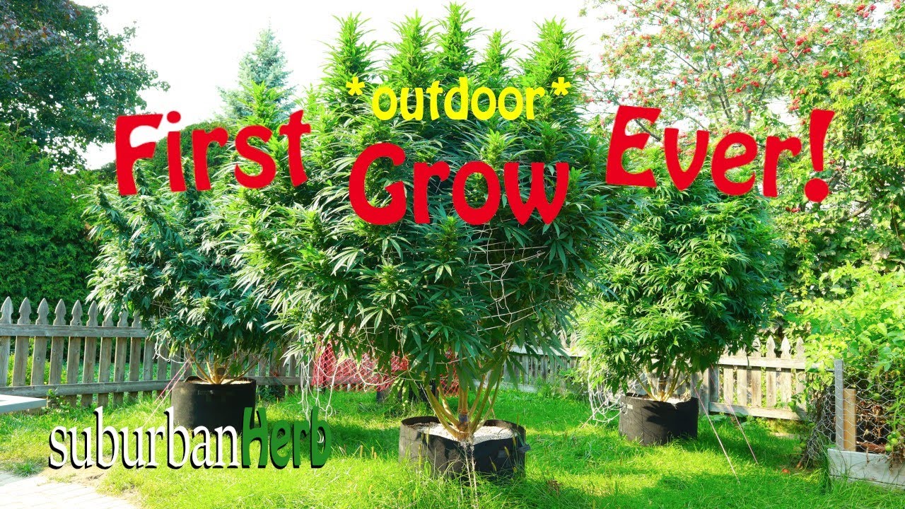Outdoor Cannabis Grow in Ontario Canada. Season wrap up with lessons learned. GG4 for Mars Hydro Cup