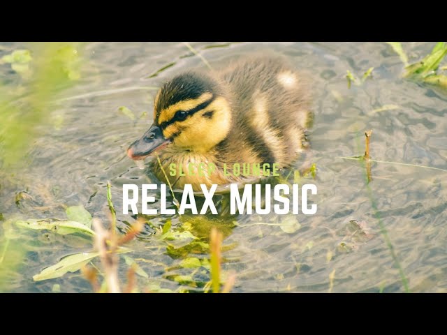Relaxing Music ll Deep Sleeping Music, Relax (Birds🐣) Voice 🎶 Relax ll NC Relax Music 24 class=