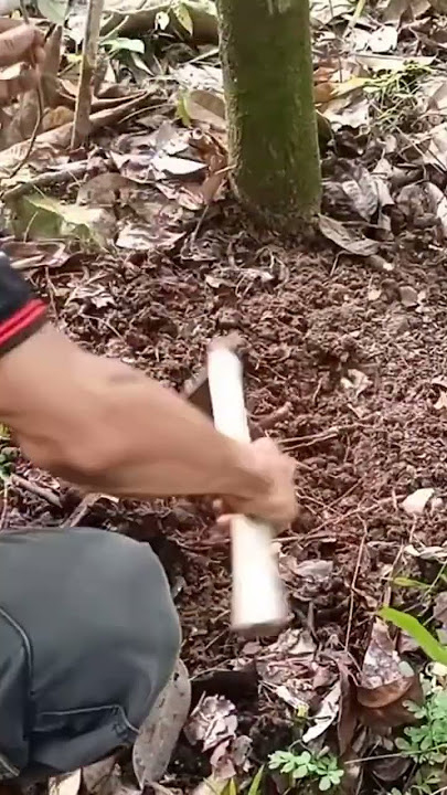 cara menanam pohon kemukus tanpa semai