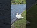 swan is by the pond looking after self in high park toronto canada may 2026