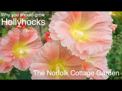 Video: Dovresti Deadhead Hollyhocks – Scopri come rimuovere i fiori di Hollyhock esauriti