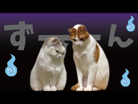2日ぶりに再会した猫たちの様子がなんかおかしい…【関西弁でしゃべる猫】