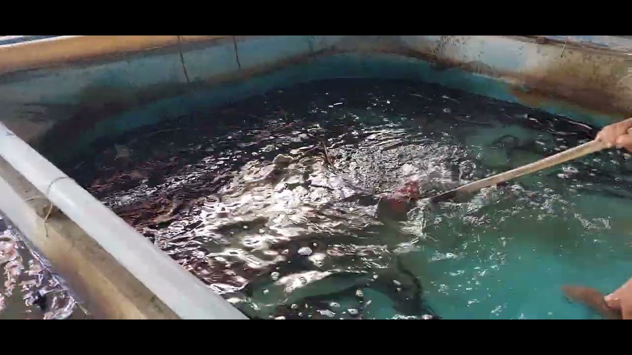 PHILIPPINE  BLACK EEL FARMING CULTURE(3)