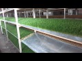 Гидропонный зеленый корм в Шымкент / Hydroponic green fodder in Shymkent