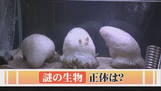 謎の物体生物 mqdefault.jpg