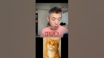 give this video a title (wrong answers only) #cat #meme #dance #trending #tiktok.....