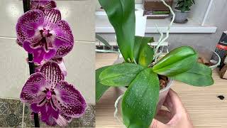 РАЗДЕЛЕНИЕ ОРХИДЕИ без точки роста // пересадка орхидеи с Б/У грунтом