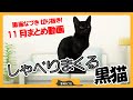 【おしゃべり黒子猫を切り抜き】黒猫なづき11月分をギュッとまとめた動画です。