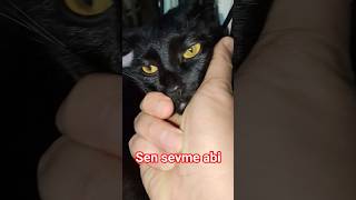 Dolu dolu sevdim kedimi, bir insan gibi #cat #kedi #yavruhayvanlar #aşk #zeytincik #sevgi #foryou