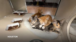 How to prepare your pets for when a hurricane makes it rain cats and dogs