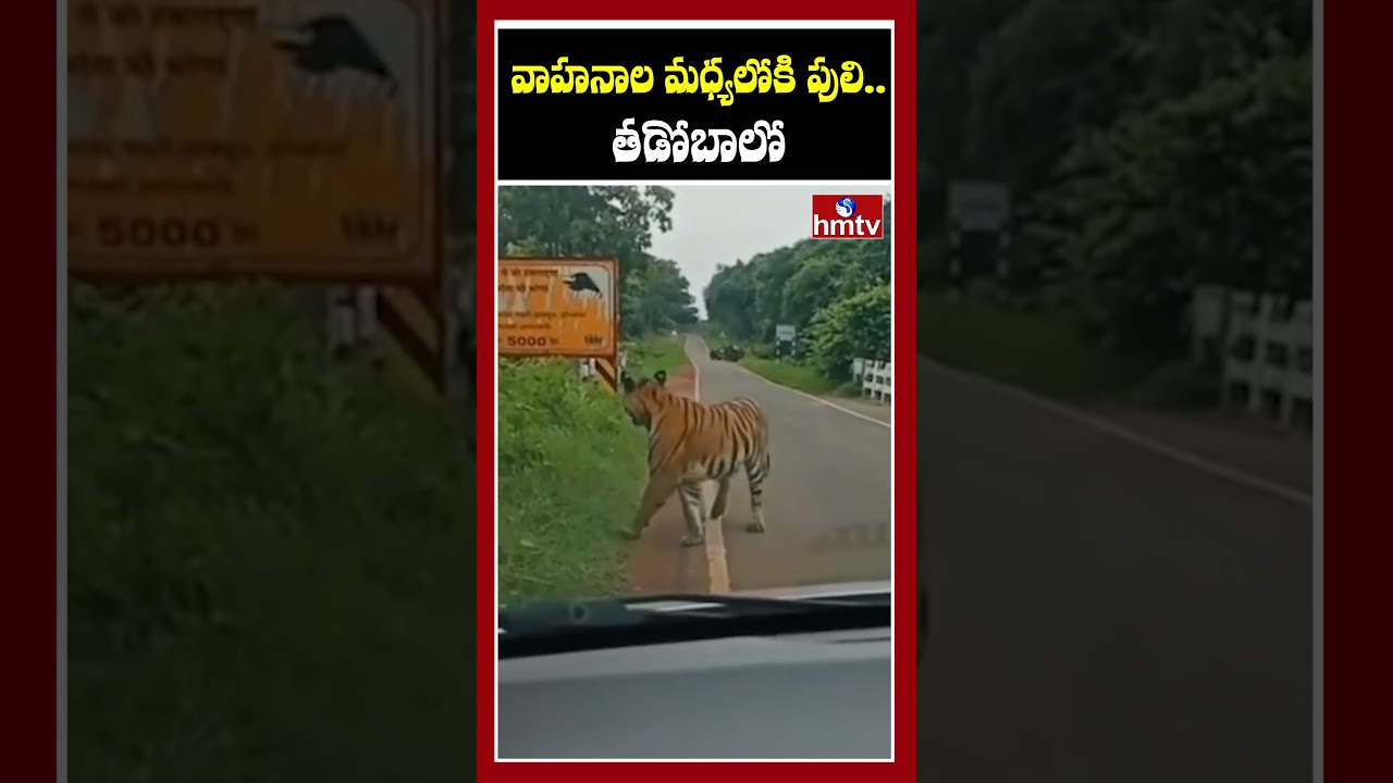 వాహనాల మధ్యలోకి పులి.. తడోబాలో.....