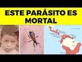 ¡PELIGRO con el Mal de Chagas! El Parásito Que Más MATA en América!  y nadie te lo dice