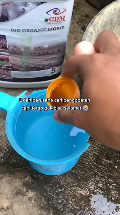 Cara Mengatasi Penyakit Ternak Bebek