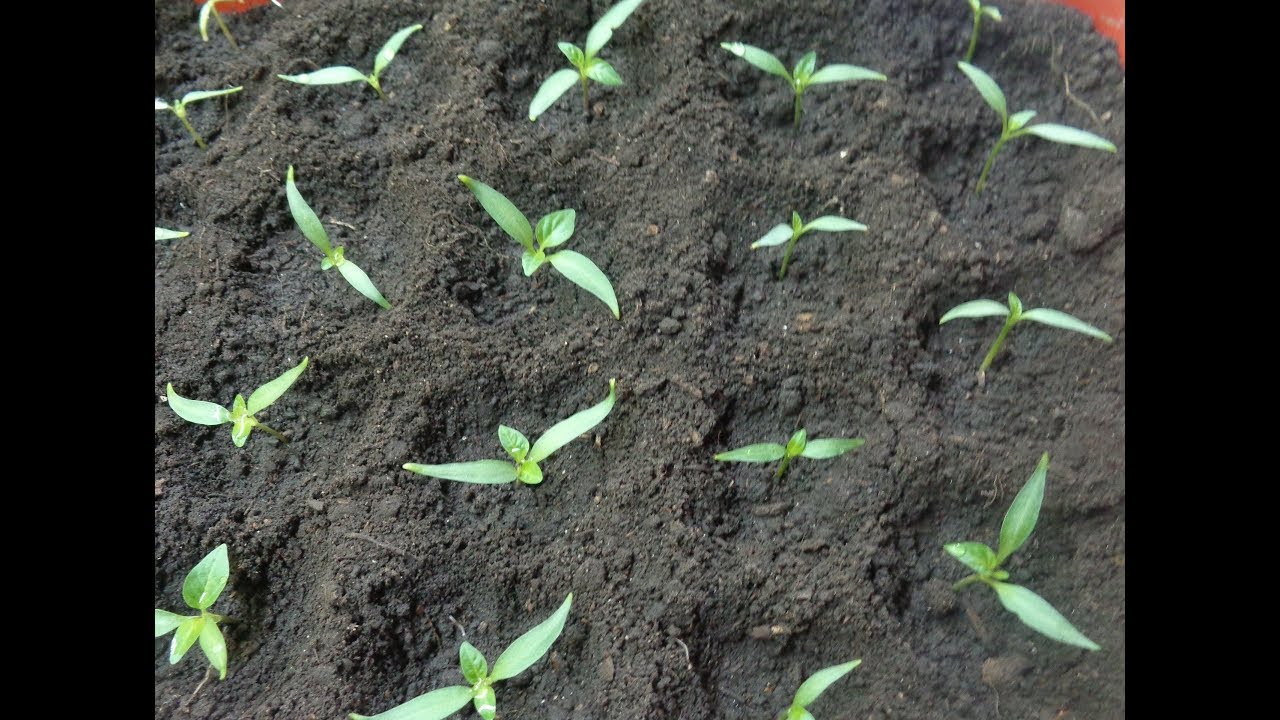 ВЫНУЖДЕННАЯ ПИКИРОВКА ПЕРЦА В ФАЗЕ ДВУХ СЕМЯДОЛЕЙ. Ольга Чернова. - YouTube