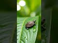🐢 A tiny traveler on a big adventure! 🌿 Can we name him? #Turtle #Nature #TinyAnimals #Cute #Shorts