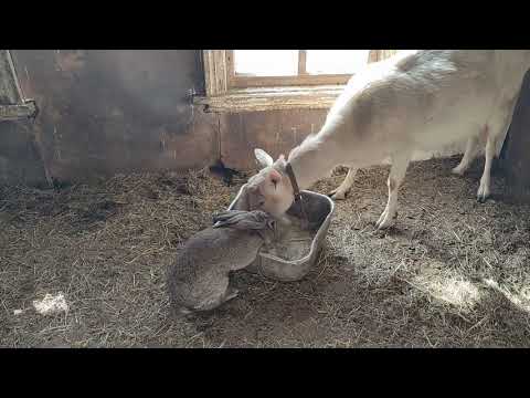 Video: Жалбыз менен бышырылган козу стейктери