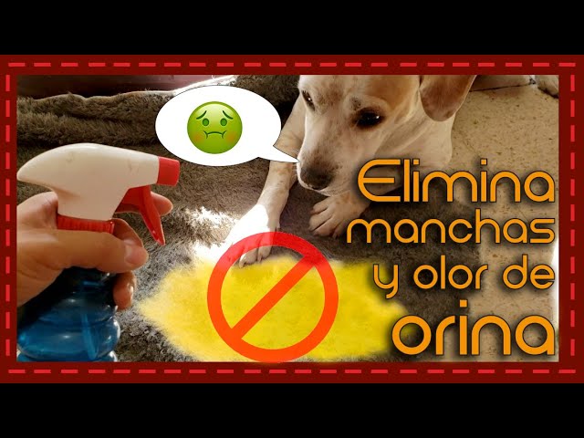 Tip: Eliminador de olor y machas de orina en tapetes y muebles - thptnganamst.edu.vn