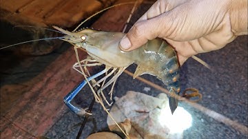 CÂU TÔM SÔNG VÀM NAO | TINH MÙI CÂU TÔM LH 0987588324