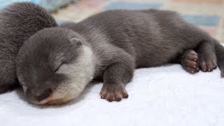 2021年12月生まれのカワウソ赤ちゃん達Otter babies in December 2021 by カワウソ-Otter channel 3,005 views 2 years ago 3 minutes, 2 seconds