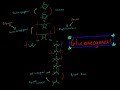 Gluconeogenesis everything you need to know biochemistry mcat