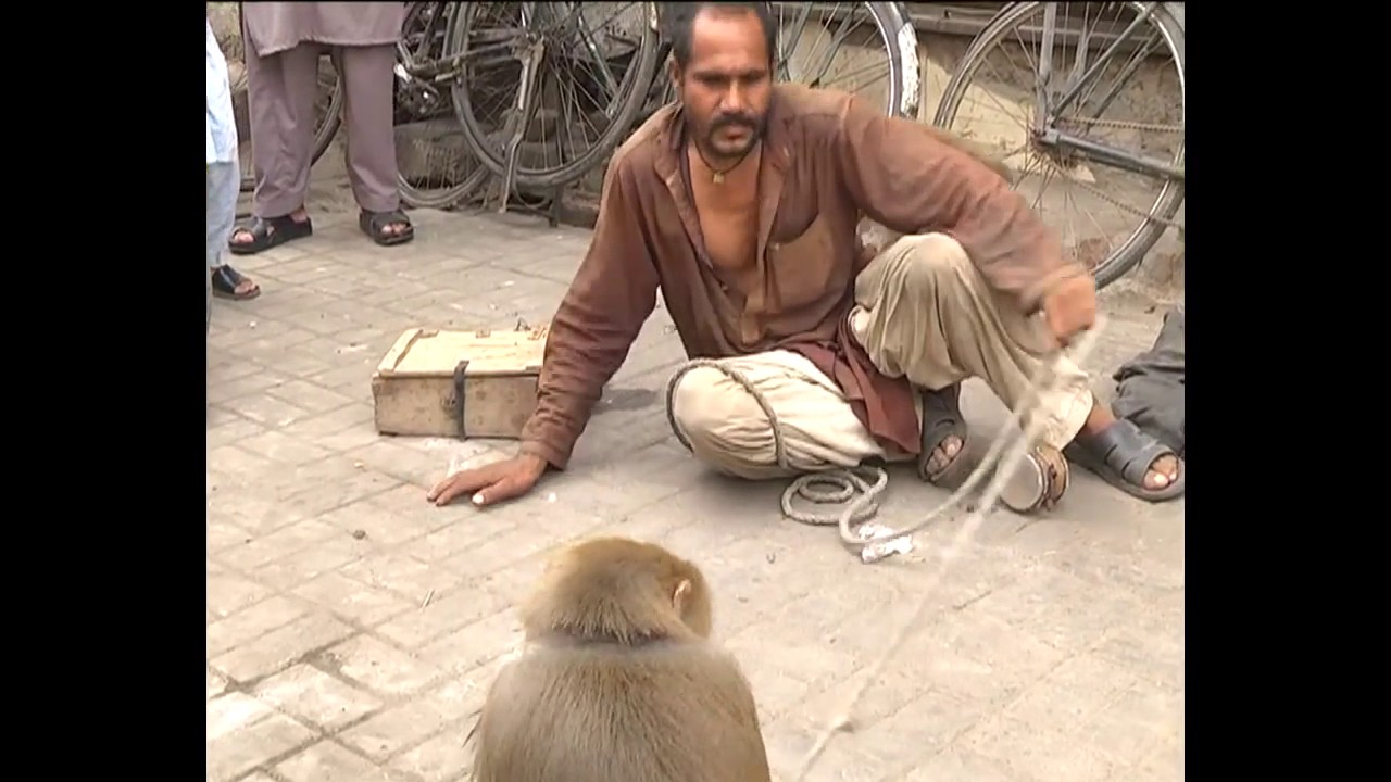 Talented Monkeys with Dog