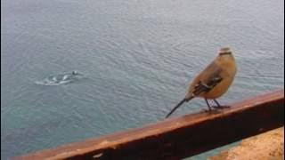 SABIA DA PRAIA, BRAZIL BIRD