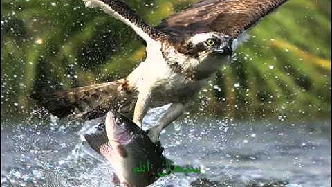 الشيخ ناصر القطامي - سورة يونس الايات 1 - 20 عذبه ورائعه -