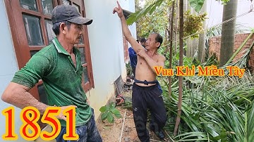 Tại sao đệ tử cưa cây Cau Vua mà Vua Khỉ Miền Tây không dám làm theo ? Cutting areca trees