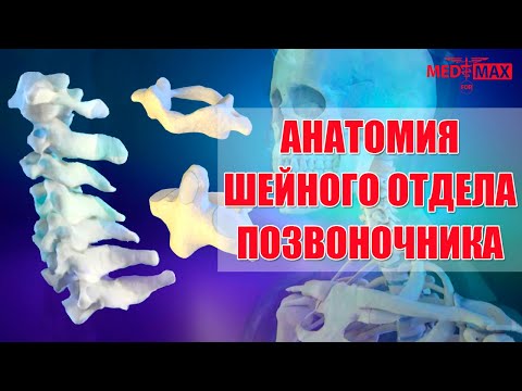 Анатомия шейного отдела позвоночника
