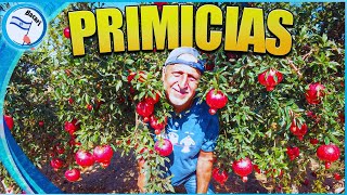 Download Lagu ¡GRANADAS! El fruto que esconde los 613 Mandamientos de la Tora MP3 Download Lagu ¡GRANADAS! El fruto que esconde los 613 Mandamientos de la Tora MP3