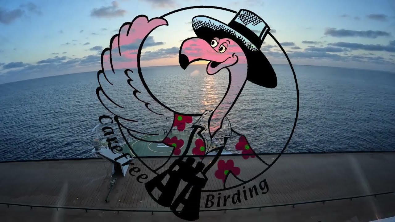 Carefree Birding Key West 2