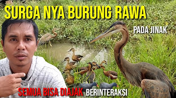 Burung belibis, cangak ulo dan burung blekok lepas liar di rawa. @bayhaqipetualang6664