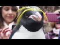 Mickey the macaroni penguin turns 35 years old