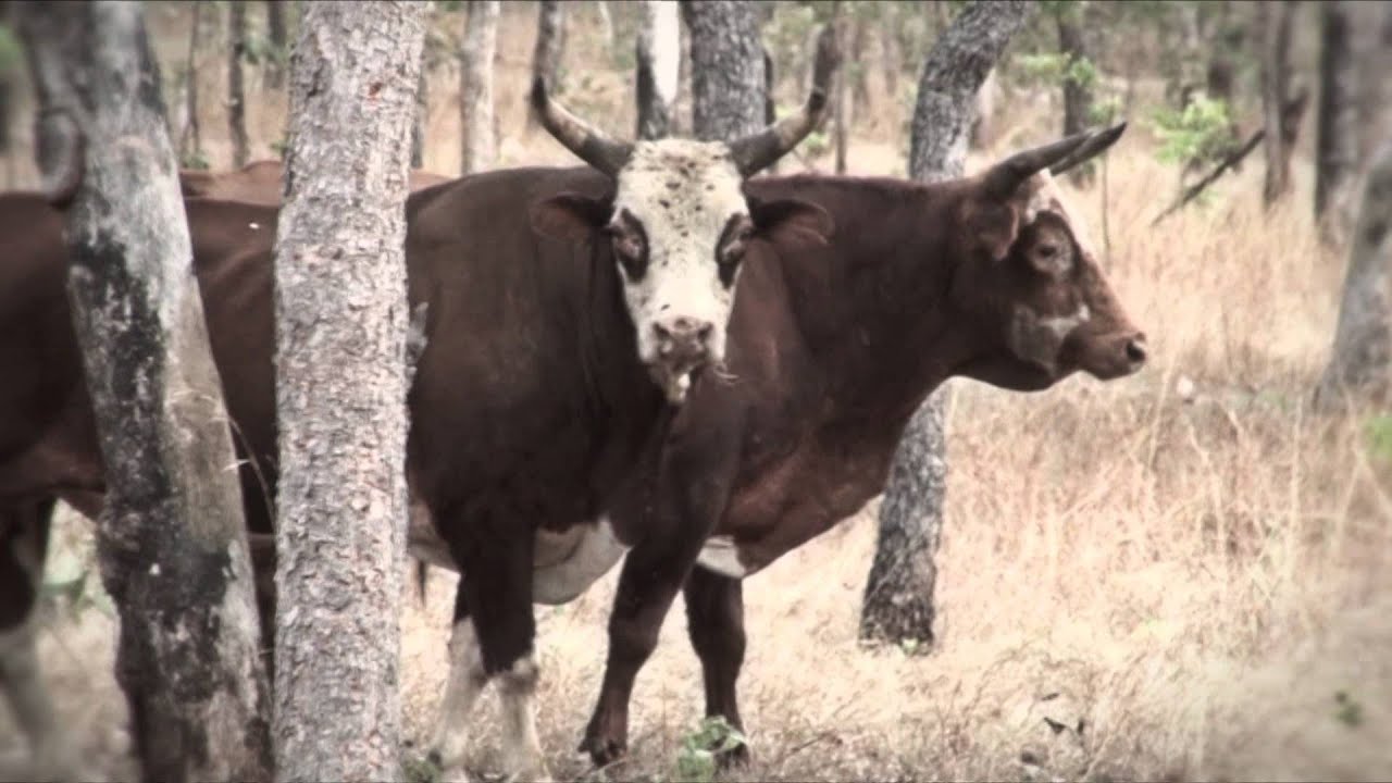 Headhunter Chronicles - Australia