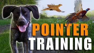 GSP Puppy Training - From Zero to Bird Dog | 8-Month Update