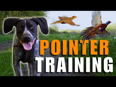 GSP Puppy Training - From Zero to Bird Dog | 8-Month Update