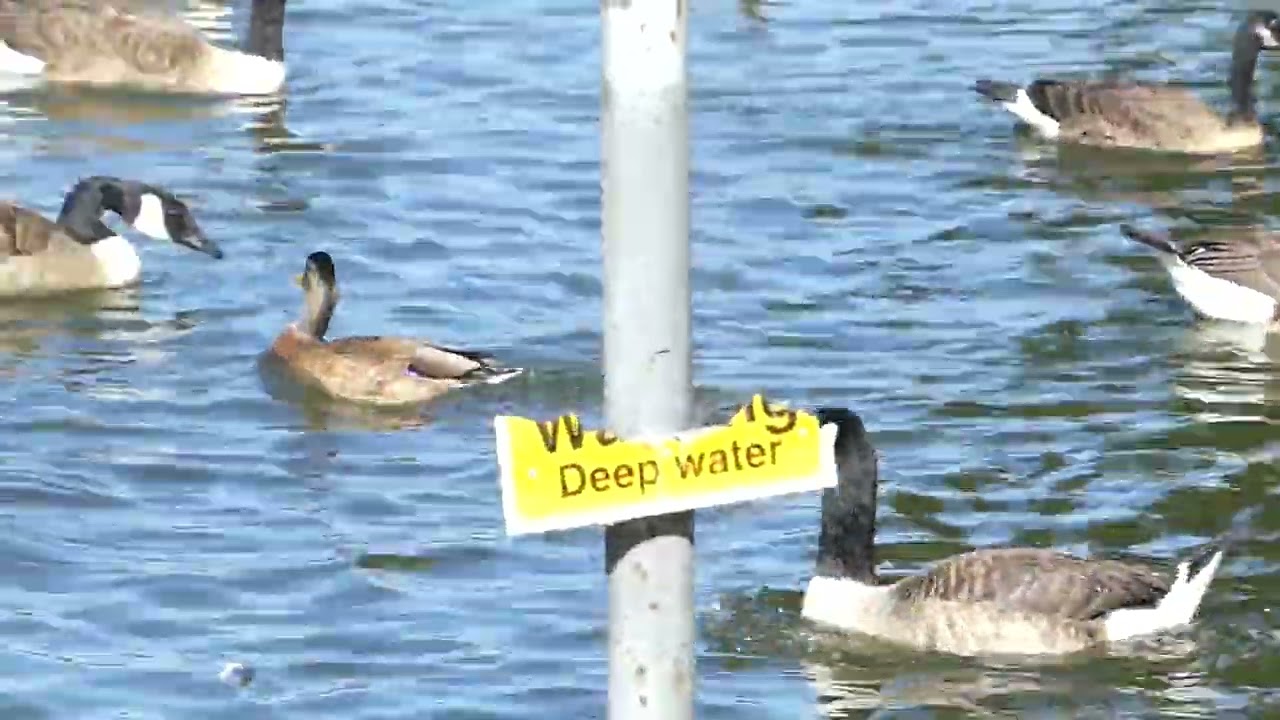 Late Ducklings at the Lake