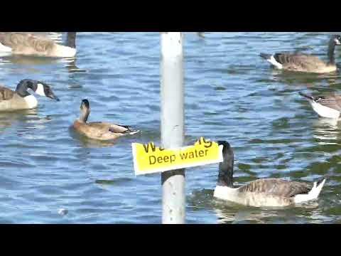 Late Ducklings at the Lake